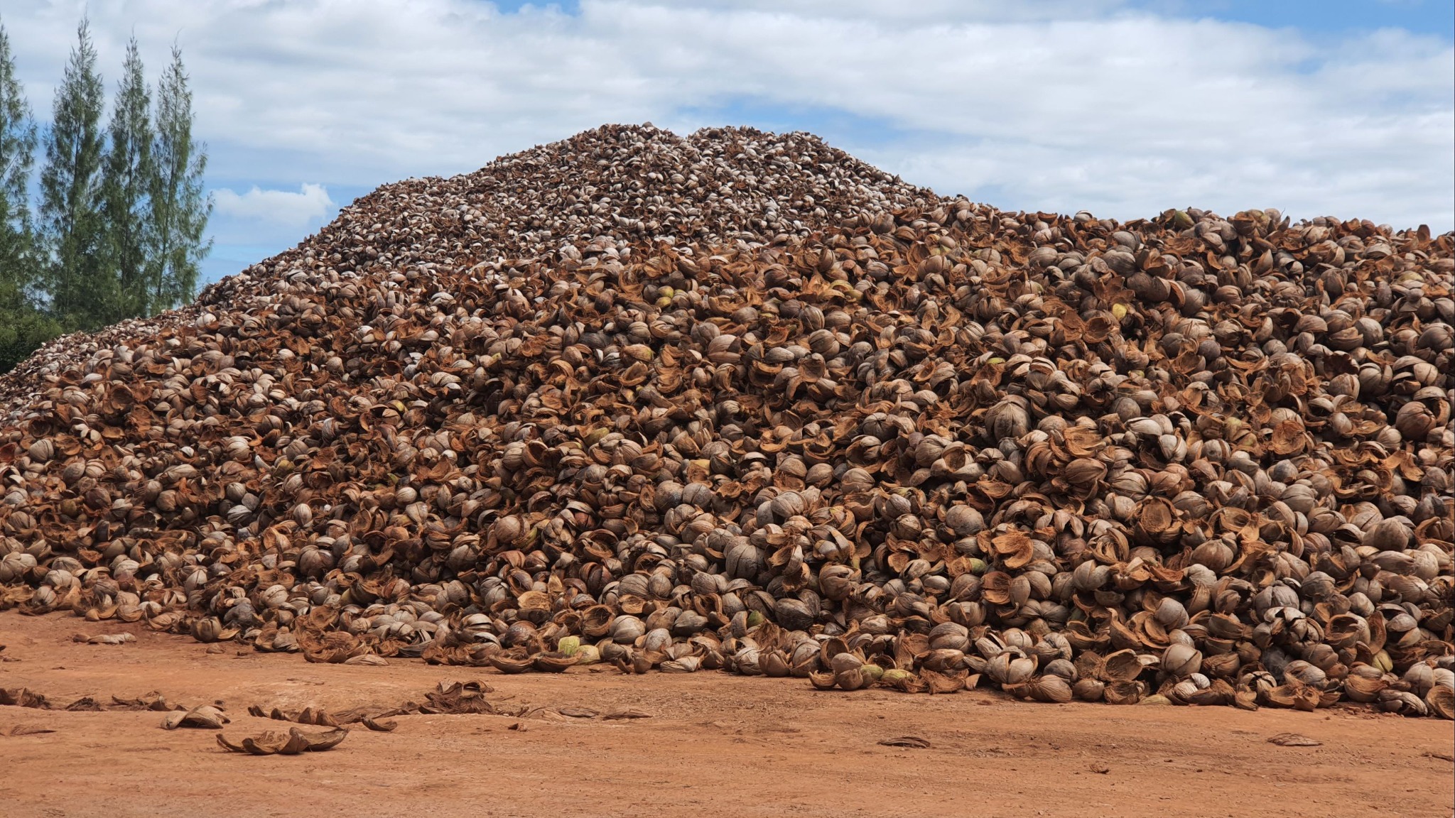 Coconut husk piles